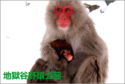 地獄谷野猿公苑 サル 冬 視線