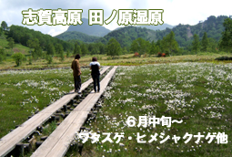 志賀高原 田ノ原湿原