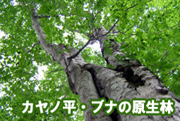 カヤノ平ら・ブナの原生林