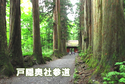 戸隠奥社参道