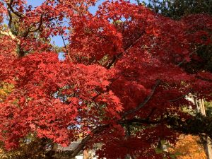 上林地区の紅葉🍁素晴らしいです。 皆さまご存知のお猿さんがお風呂に入る…で有名な【地獄谷野猿公苑】の入り口です。 お越しの際は是非紅葉狩り🍁にお出かけくださいませ。 Autumn leaves in the Kannbayashi area🍁 are wonderful. This is the entrance to the famous "Jigokudani Yaen-koen" where monkeys take a bath. Please come and enjoy the autumn leaves 🍁 when you visit the park. 投稿者：小野正枝