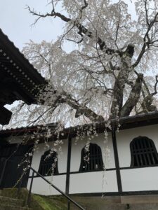 昨日中野市の谷厳寺方面にお花見に行ってきました。ちょうど見頃で、日曜日ということもあって大勢のお花見客で賑わっていました。
谷厳寺はお花見の頃と、紫陽花の頃が最高に綺麗です。紫陽花寺とも言われています。
境内には本堂、鐘楼、庫裏、山門などがあり、樹齢500年以上の揺厳枝垂桜をはじめ、約1000本以上のシダレザクラやソメイヨシノがあります。
まだまだ充分お楽しみ
いただけます。
皆様お越しの際は、ぜひお出かけくださいませ。
当館より🚗で15分