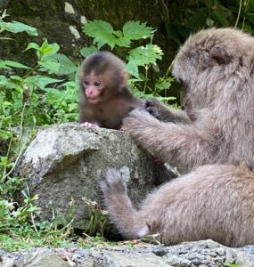 この時期の野猿公苑(7月～)