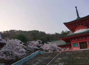 雲上殿の桜の見ごろ情報